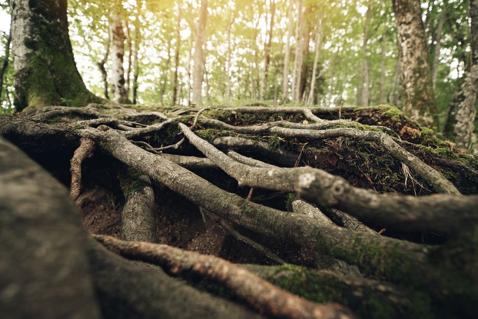 Tree Root Intrusion in California Drains: Detection, Damage, and Solutions — Photo by Robin Godefridi on Pexels