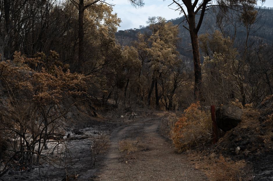 Post-Wildfire Flood Risk in California: Why Burn Scars Increase Flood Danger — Photo by Christian Palau on Pexels